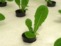 Cómo cultivar catro toneladas de verduras ao ano en plena cidade?