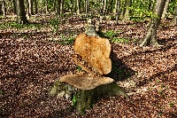 Galicia lidera o ranking mundial de lugares con máis superficie forestal desaproveitada