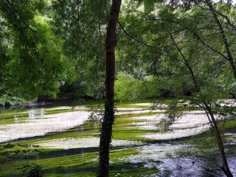 Imaxe do río Tambre